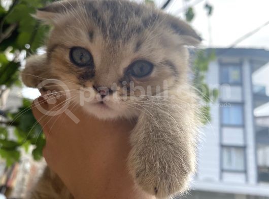 Scottish Fold Erkek Yavrumu Sahiplendiriyorum görsel