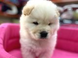 Beyaz Chow Chow Show Kalite