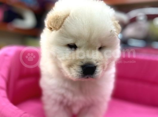 Beyaz Chow Chow Show Kalite