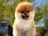 Boss Ve Lora Teddybear Pomeranian Boo Yavrularımız
