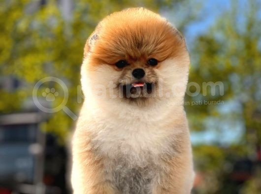 Boss Ve Lora Teddybear Pomeranian Boo Yavrularımız görsel