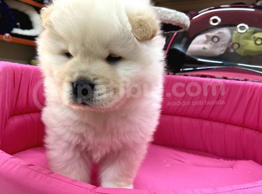 Beyaz Chow Chow Show Kalite görsel