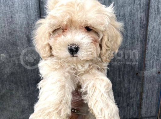 Güzeller Güzeli Maltipoo Kızımız :) görsel