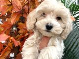 Sevimli Maltipoo Yavrumuz