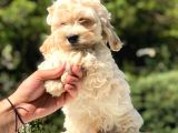 2.5 Aylık Erkek Ve Dişi Maltipoo Yavrular