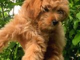 2.5 Aylık Dişi Maltipoo