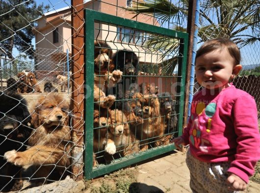 Irk Garantili Üretim Çiftliğinden Tibet Mastifi Yavruları görsel