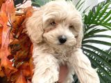 Sevimli Maltipoo Yavrumuz