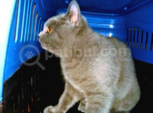 British Shorthair görsel