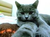 British Shorthair