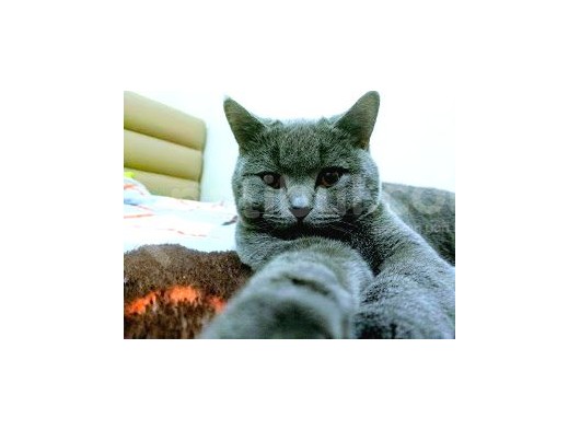 British Shorthair