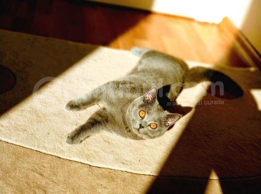 British Shorthair görsel