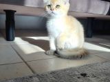 Secereli Scottish Fold Golden