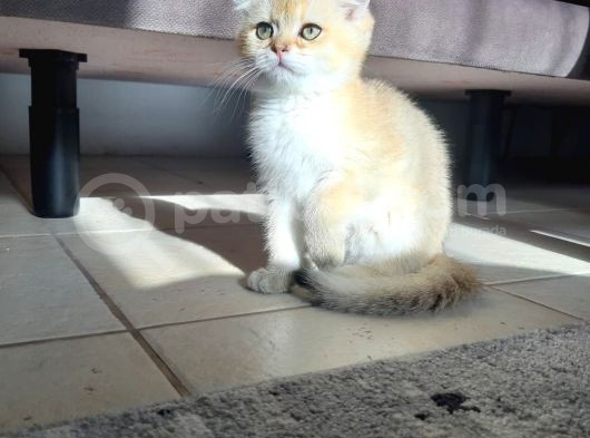 Secereli Scottish Fold Golden görsel