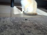 Secereli Scottish Fold Golden