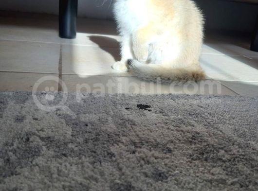 Secereli Scottish Fold Golden
