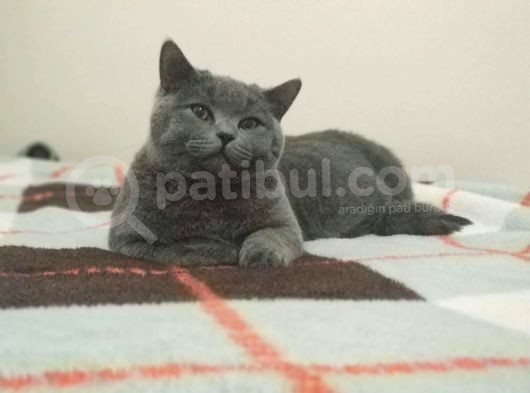 British Shorthair görsel