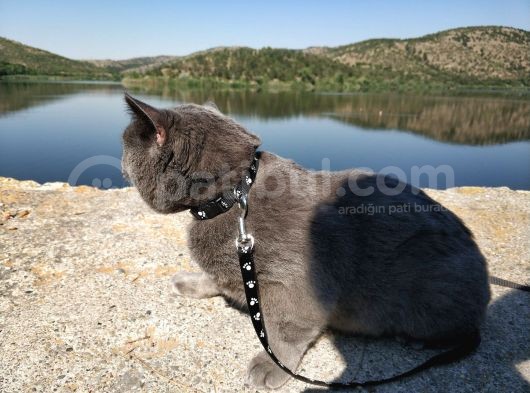 British Shorthair görsel