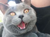 British Shorthair