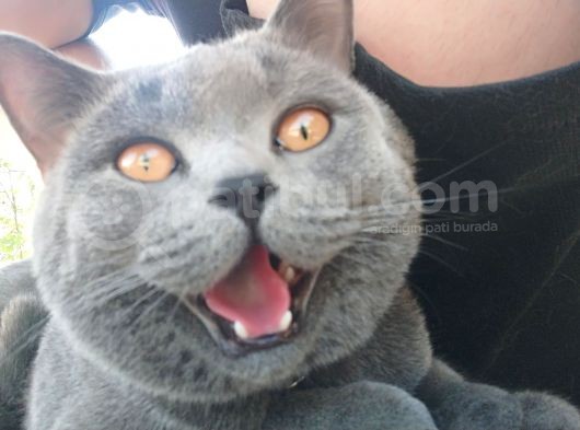 British Shorthair görsel