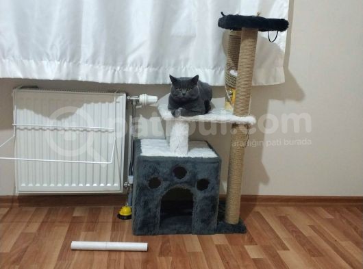 British Shorthair görsel