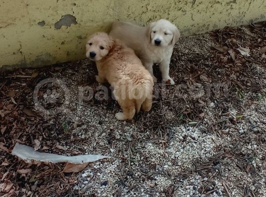 A Kalite Safkan Golden Yavruları görsel