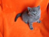 40 Günlük Dişi  Ve Erkek British Shorthair Yavrular