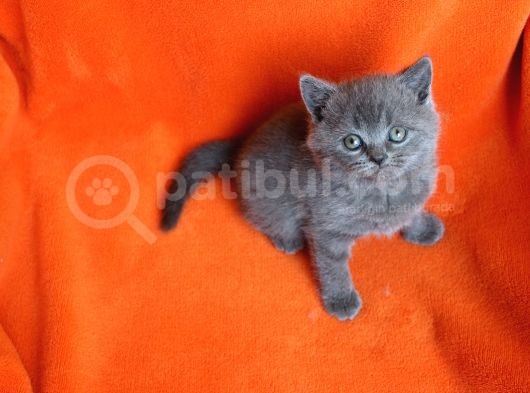 40 Günlük Dişi  Ve Erkek British Shorthair Yavrular görsel