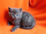 40 Günlük Dişi  Ve Erkek British Shorthair Yavrular