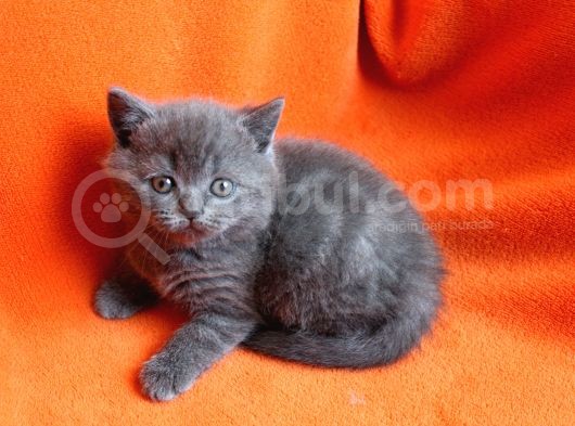 40 Günlük Dişi  Ve Erkek British Shorthair Yavrular
