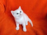 40 Günlük Dişi  Ve Erkek British Shorthair Yavrular