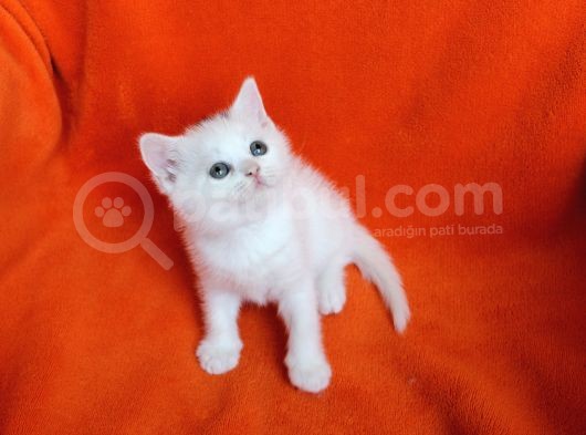 40 Günlük Dişi  Ve Erkek British Shorthair Yavrular görsel