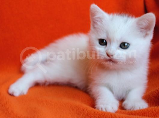 40 Günlük Dişi  Ve Erkek British Shorthair Yavrular görsel