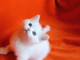 40 Günlük Dişi  Ve Erkek British Shorthair Yavrular