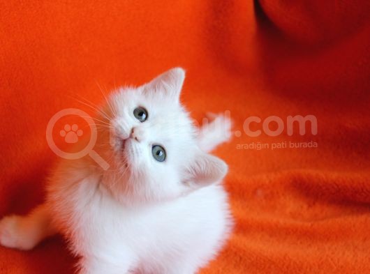 40 Günlük Dişi  Ve Erkek British Shorthair Yavrular görsel