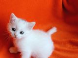 40 Günlük Dişi  Ve Erkek British Shorthair Yavrular