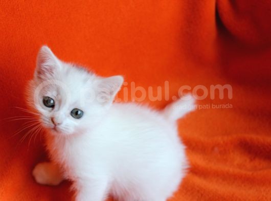40 Günlük Dişi  Ve Erkek British Shorthair Yavrular görsel