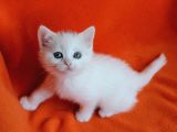 40 Günlük Dişi  Ve Erkek British Shorthair Yavrular