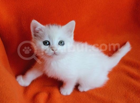 40 Günlük Dişi  Ve Erkek British Shorthair Yavrular görsel