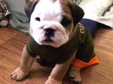 Ukraynalı İngi̇li̇z Bulldogları