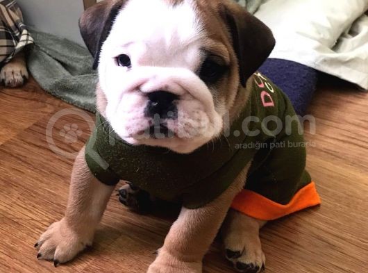 Ukraynalı İngi̇li̇z Bulldogları