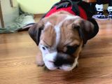Ukraynalı İngi̇li̇z Bulldogları