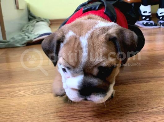 Ukraynalı İngi̇li̇z Bulldogları görsel
