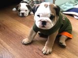 Ukraynalı İngi̇li̇z Bulldogları