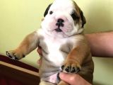 Ukraynalı İngi̇li̇z Bulldogları
