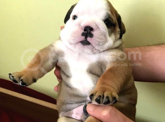 Ukraynalı İngi̇li̇z Bulldogları görsel