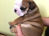 Ukraynalı İngi̇li̇z Bulldogları