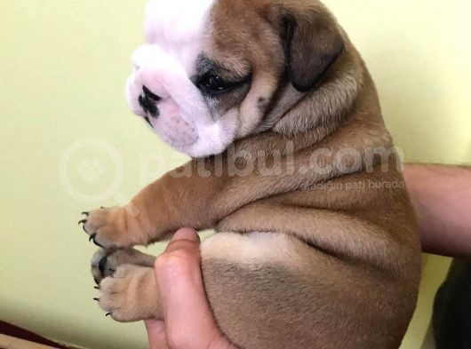 Ukraynalı İngi̇li̇z Bulldogları görsel
