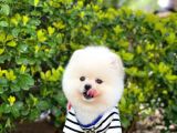 Yavru Pomeranian