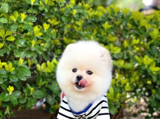 Yavru Pomeranian görsel